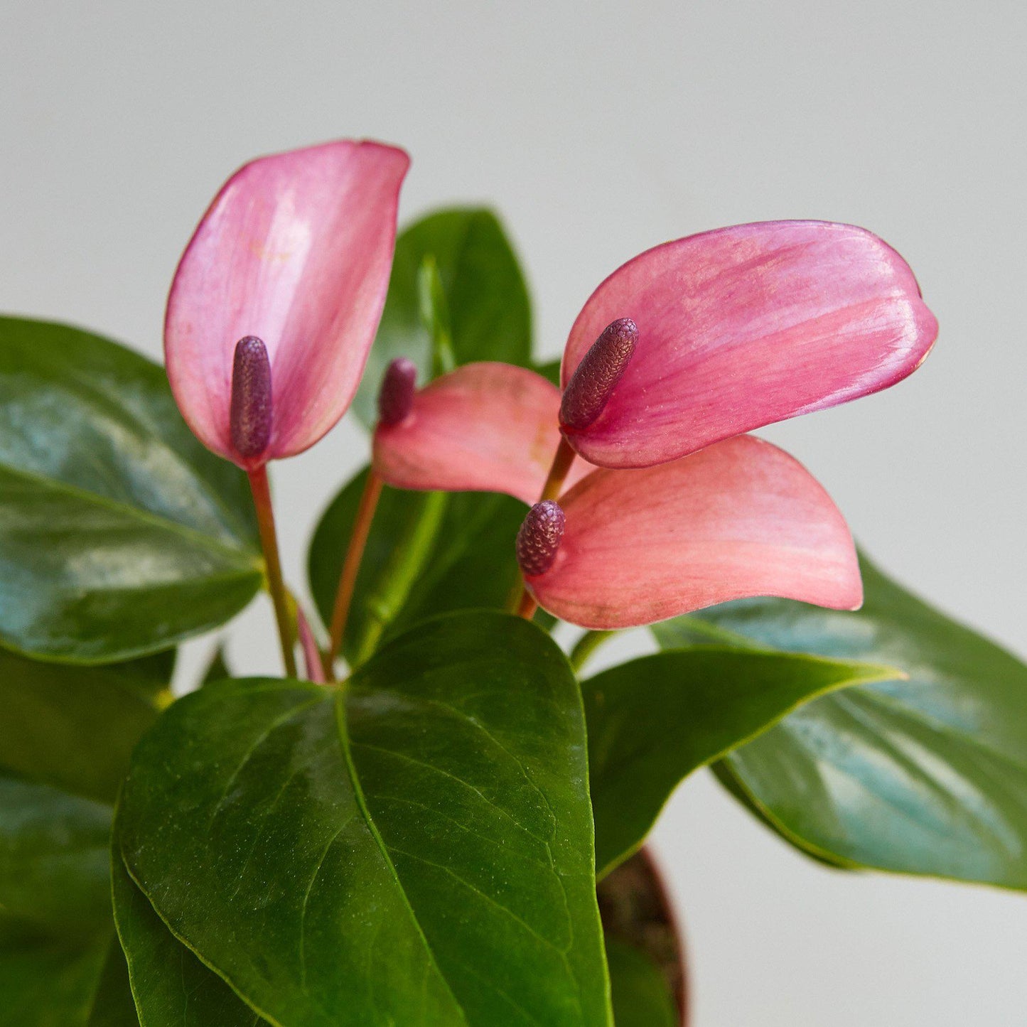 pink anthurium houseplant Anthurium 'Purple' 4" Pot
