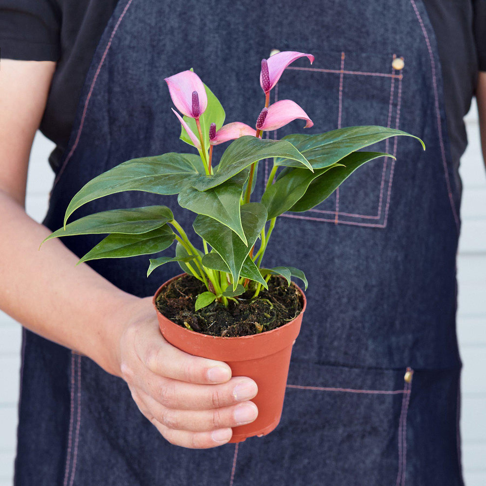 
                      
                        Anthurium 'Purple'
                      
                    