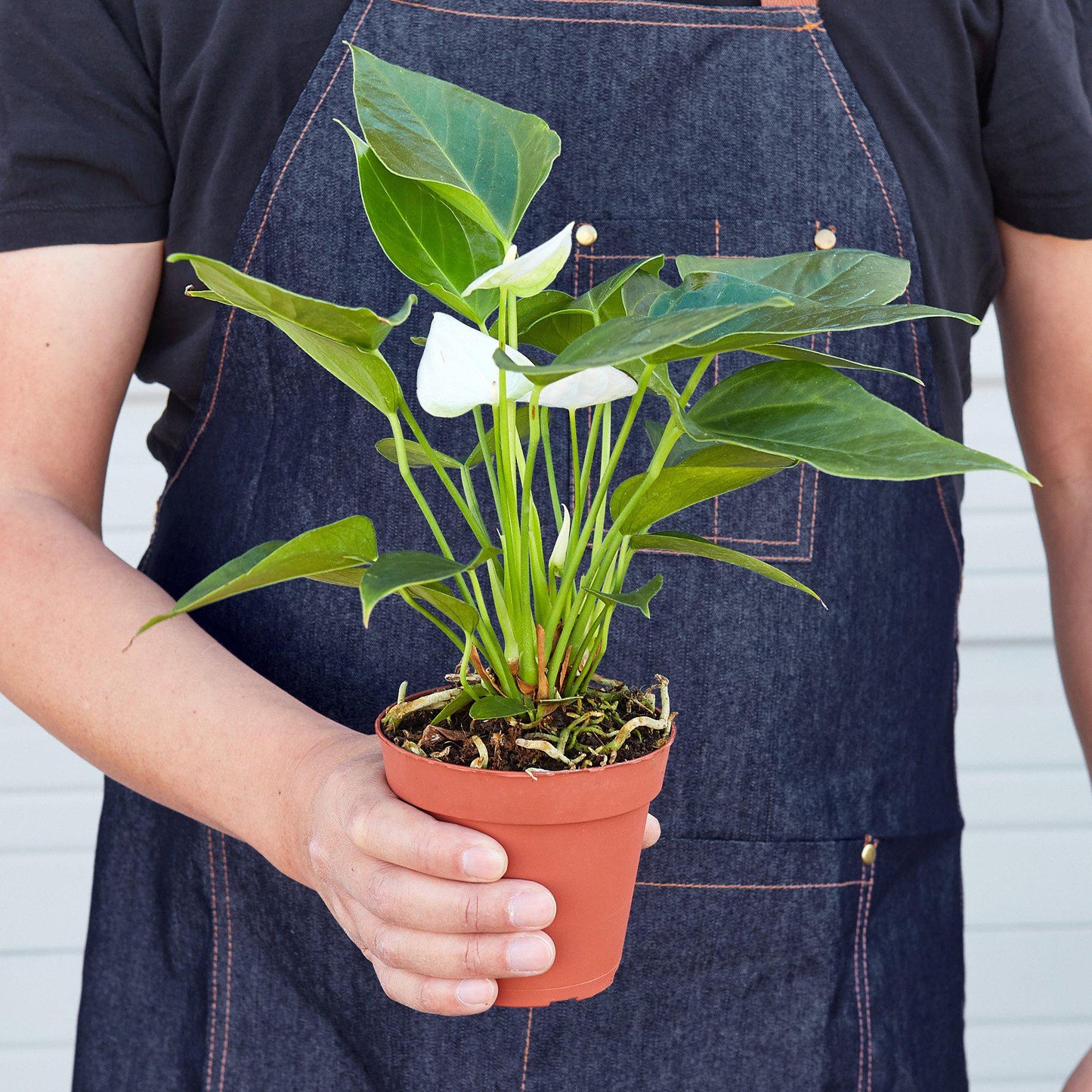 anthurium houseplant Anthurium 'White' Houseplant