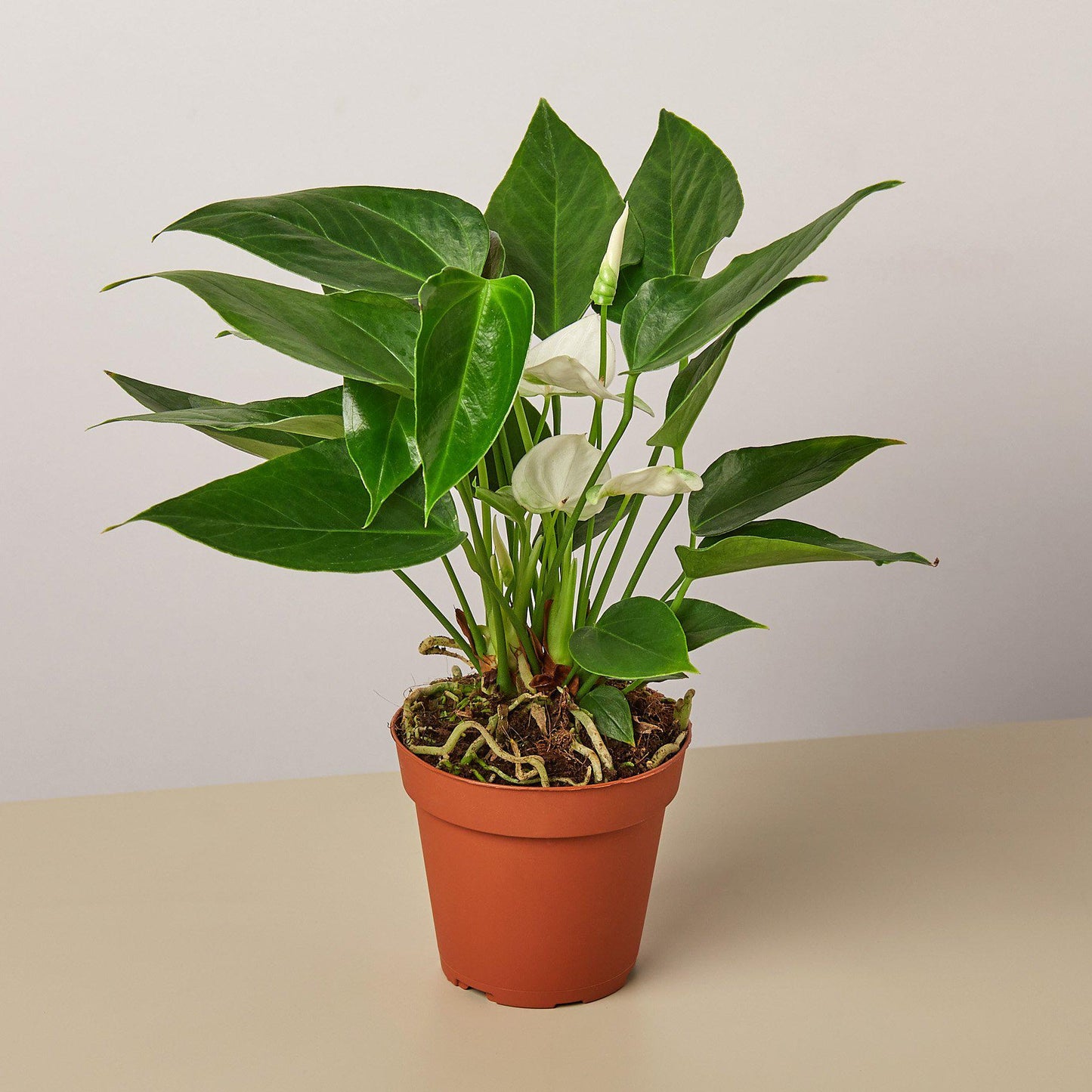 anthurium lily white Anthurium 'White' Houseplant