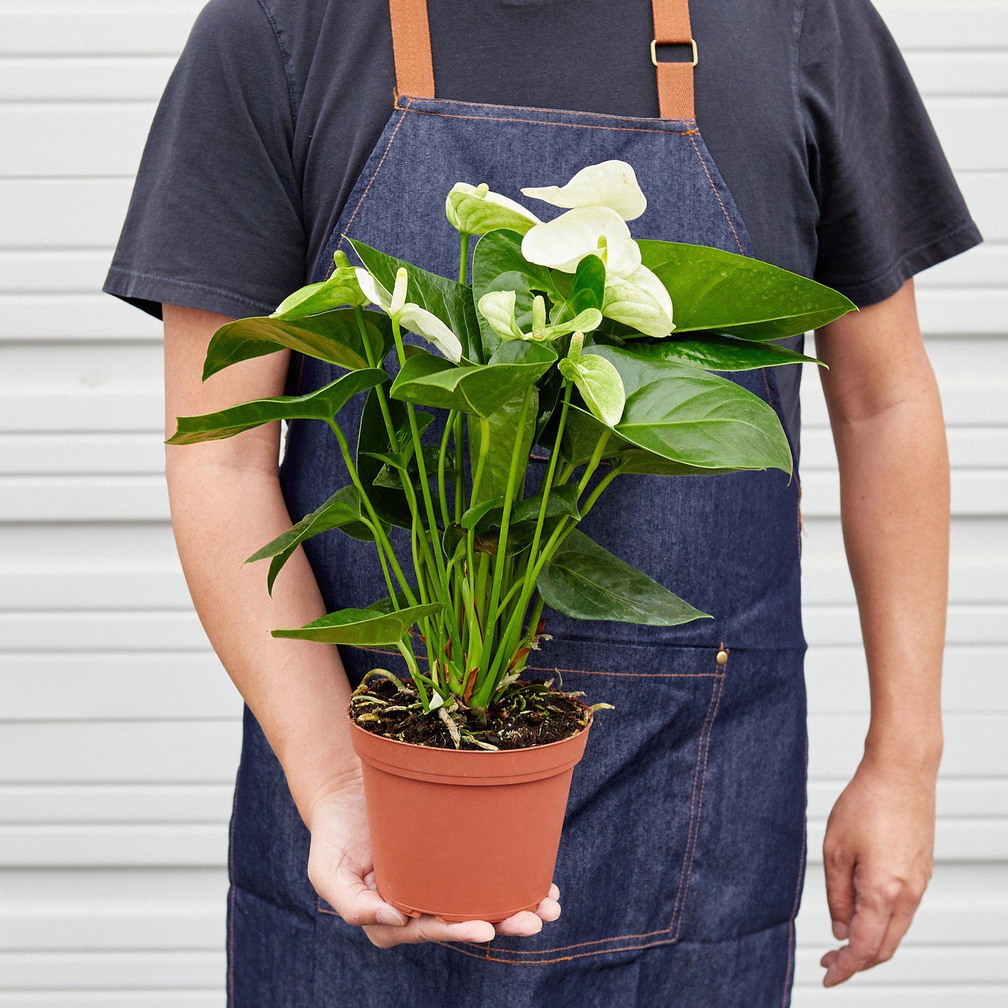 anthurium lily white Anthurium 'White' Houseplant