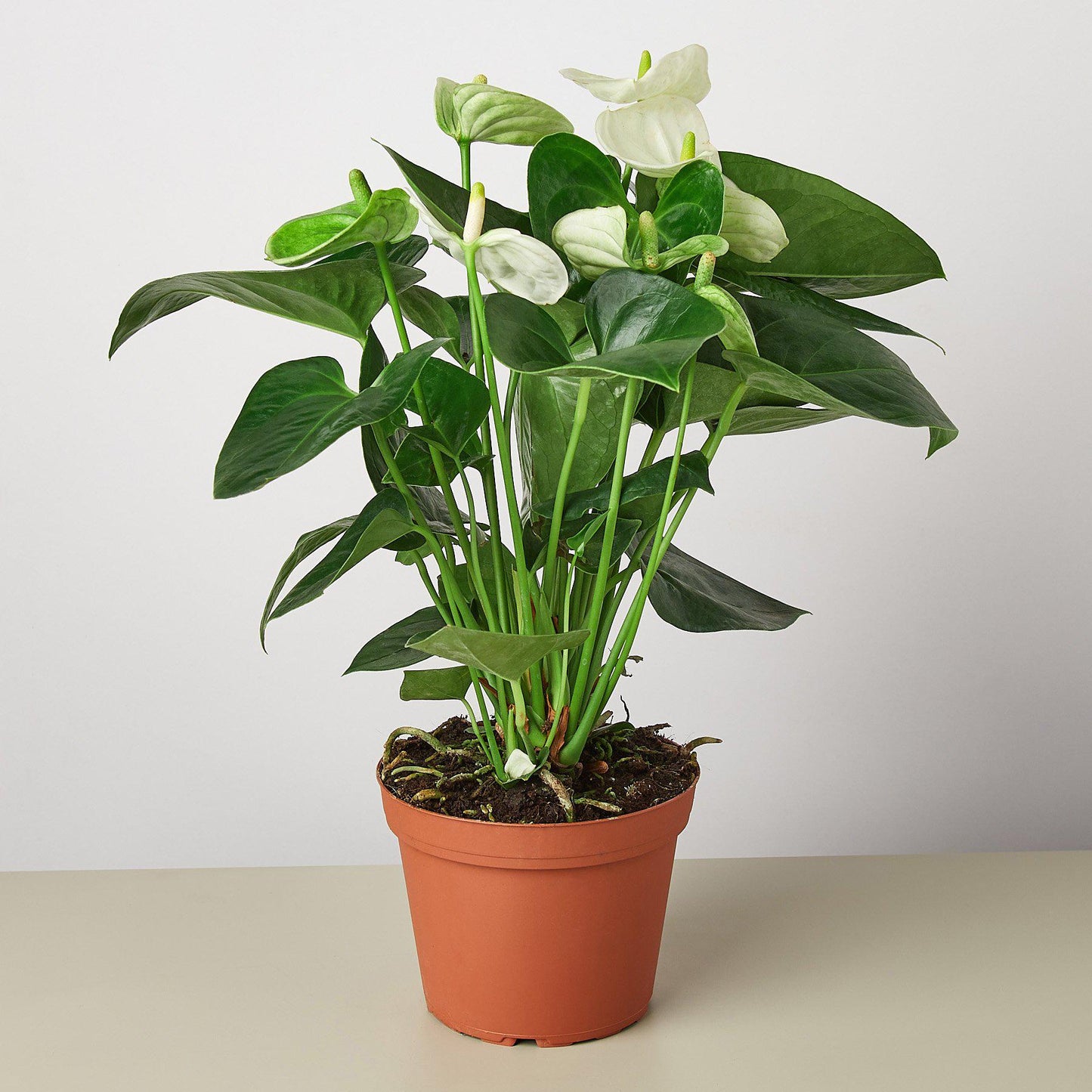 anthurium lily white Anthurium 'White' Houseplant