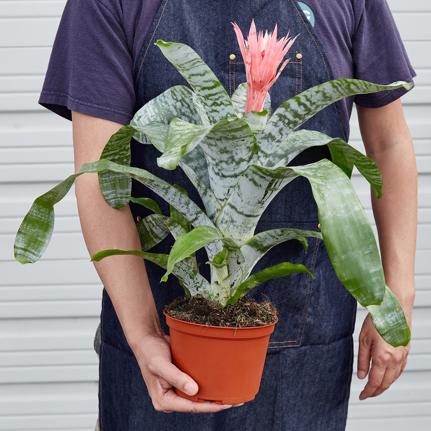 bromeliad indoor tabletop plant Bromeliad 'Silver Vase'