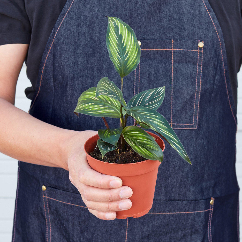 
                      
                        Calathea 'Beauty Star'
                      
                    