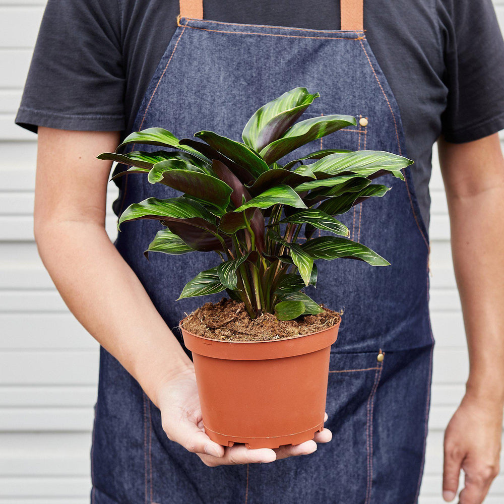 
                      
                        Calathea 'Beauty Star'
                      
                    