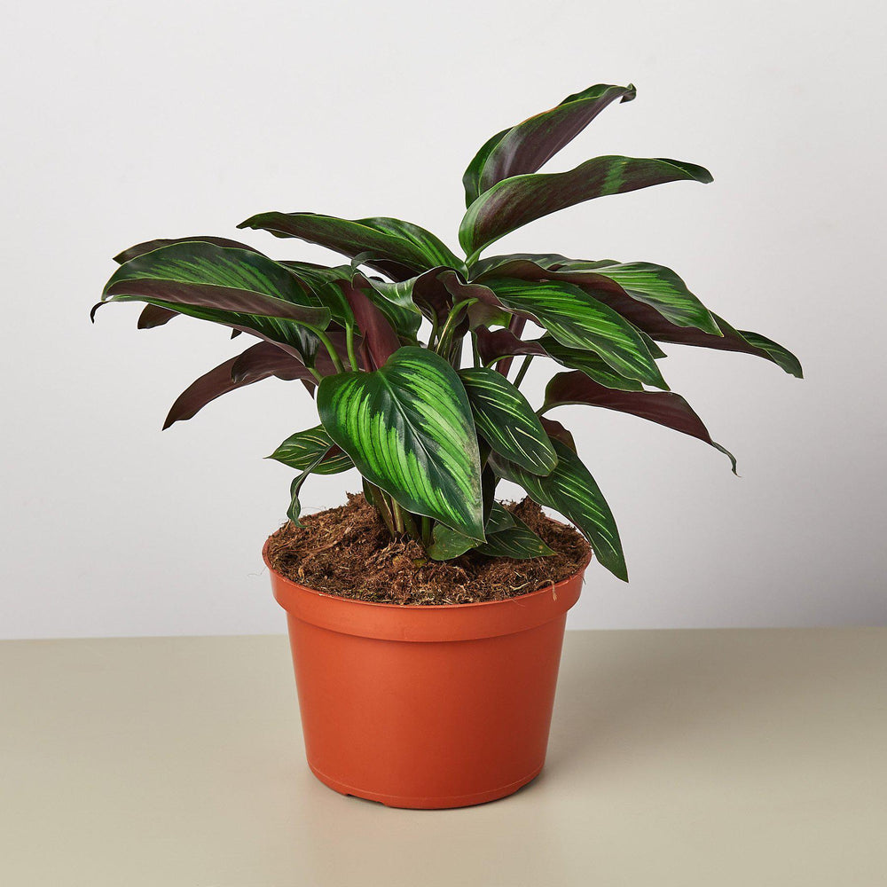 
                      
                        Calathea 'Beauty Star'
                      
                    