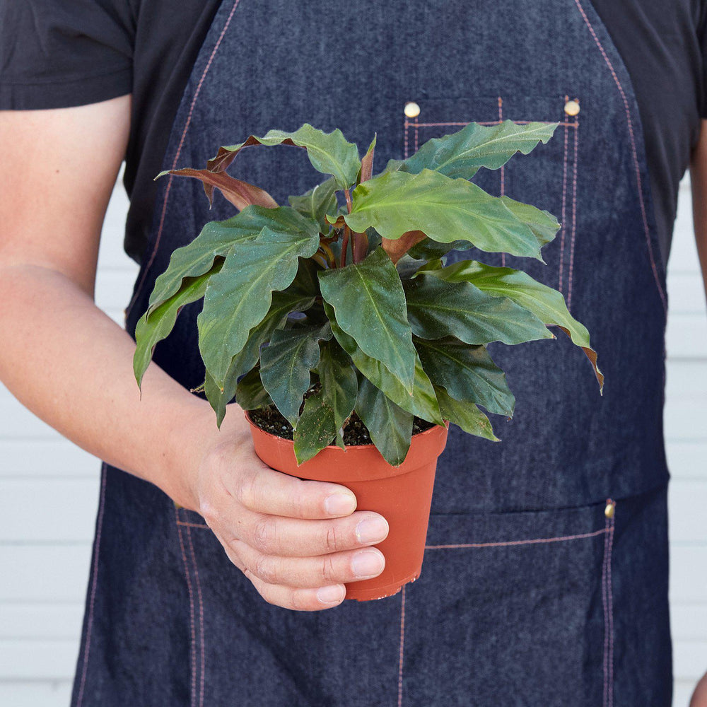 
                      
                        Calathea Rufibarba 'Furry Feather'
                      
                    