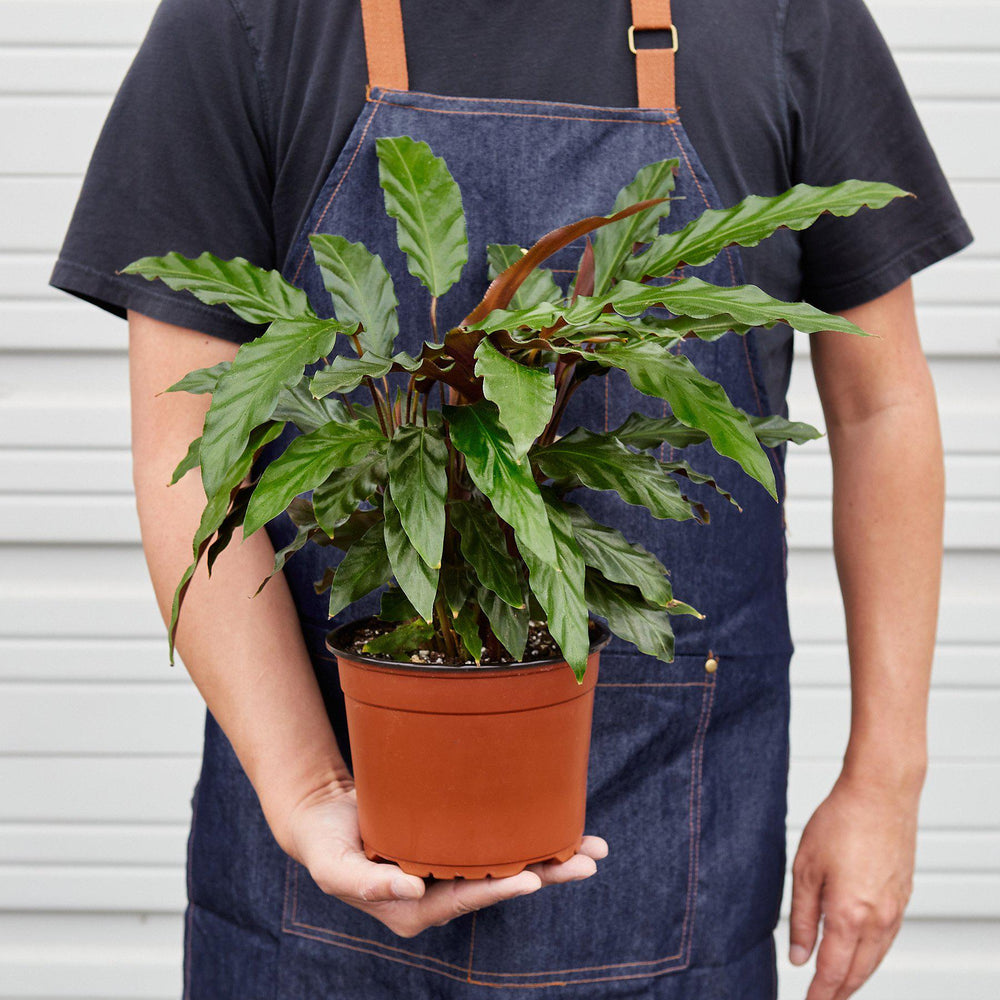 
                      
                        Calathea Rufibarba 'Furry Feather'
                      
                    
