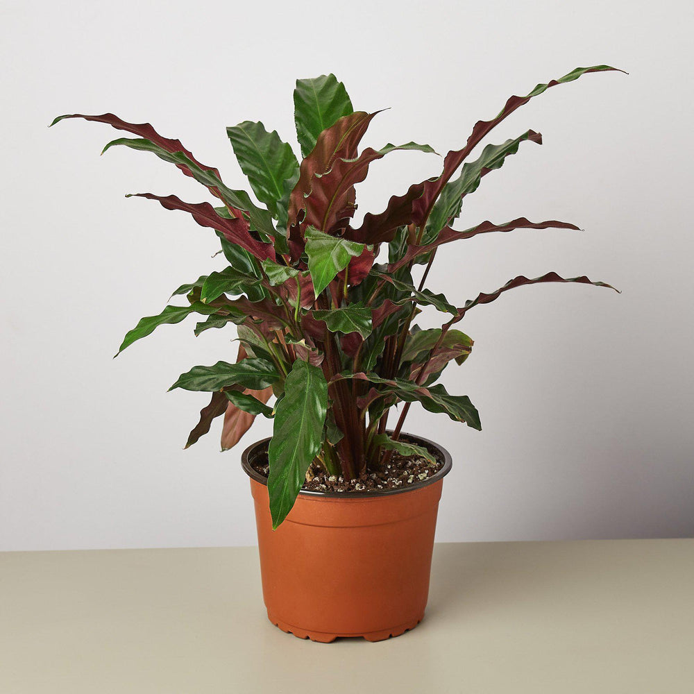 
                      
                        Calathea Rufibarba 'Furry Feather'
                      
                    
