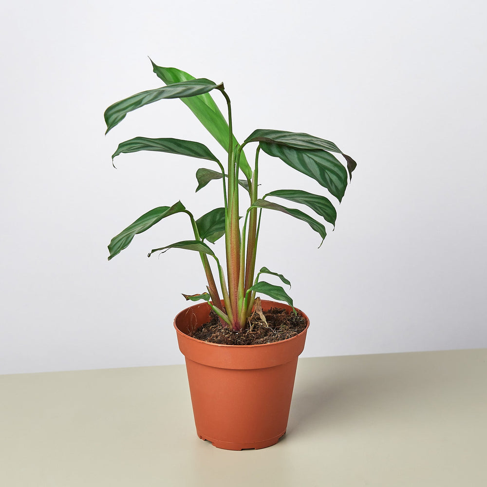 
                      
                        Calathea 'Grey Star'
                      
                    