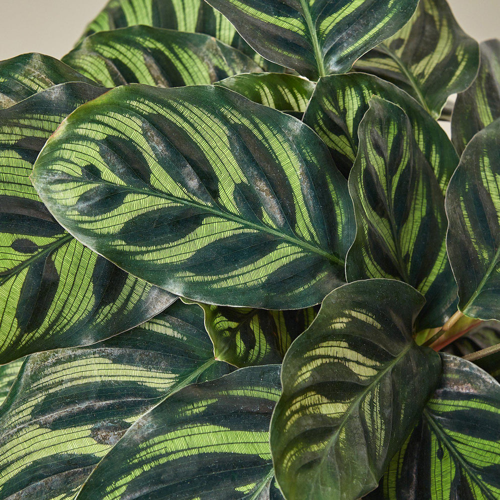 
                      
                        Calathea 'Makoyana'
                      
                    