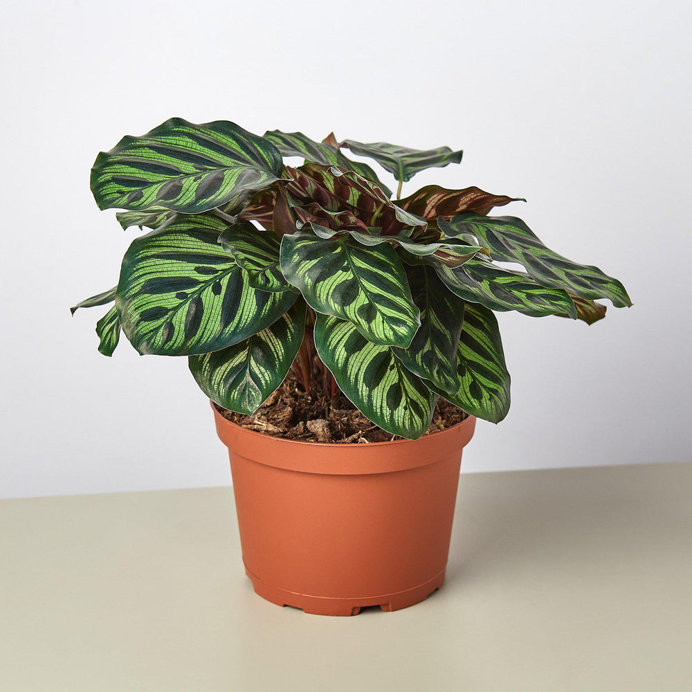 
                      
                        Calathea 'Makoyana'
                      
                    