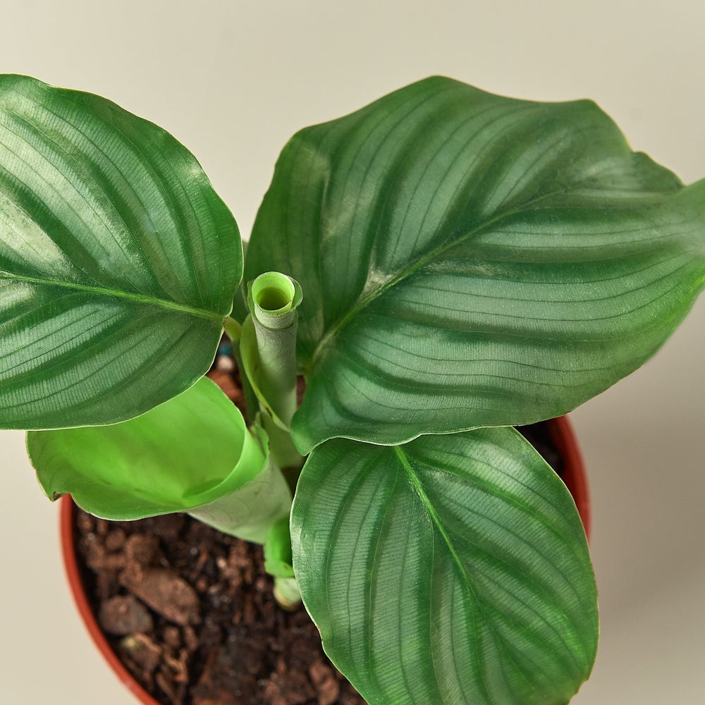 
                      
                        Calathea 'Orbifolia'
                      
                    