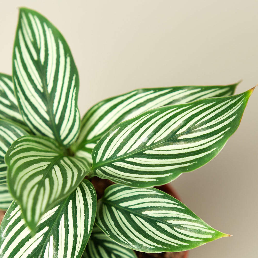 
                      
                        Calathea 'Vittata'
                      
                    