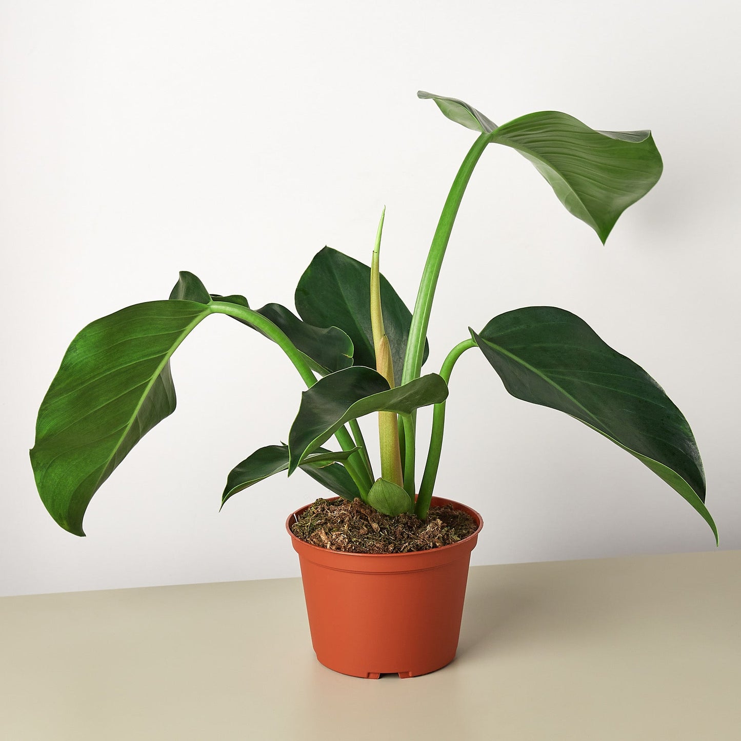philodendron dark green The Snobby Leaf | Philodendron 'Congo Green' - 6 inch Pot