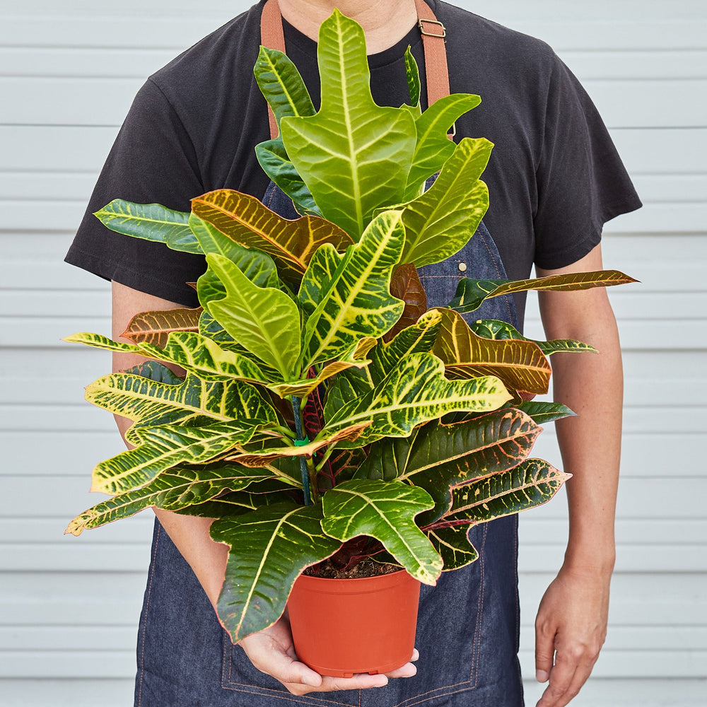 
                      
                        Croton 'Oakleaf'
                      
                    
