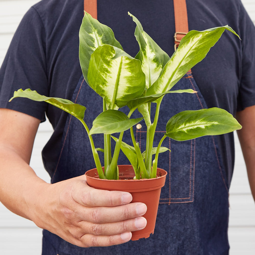 
                      
                        Dieffenbachia Camille
                      
                    