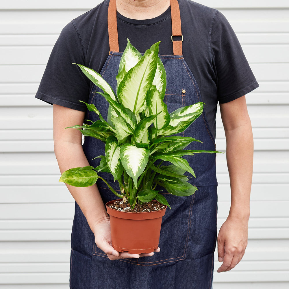
                      
                        Dieffenbachia Camille
                      
                    