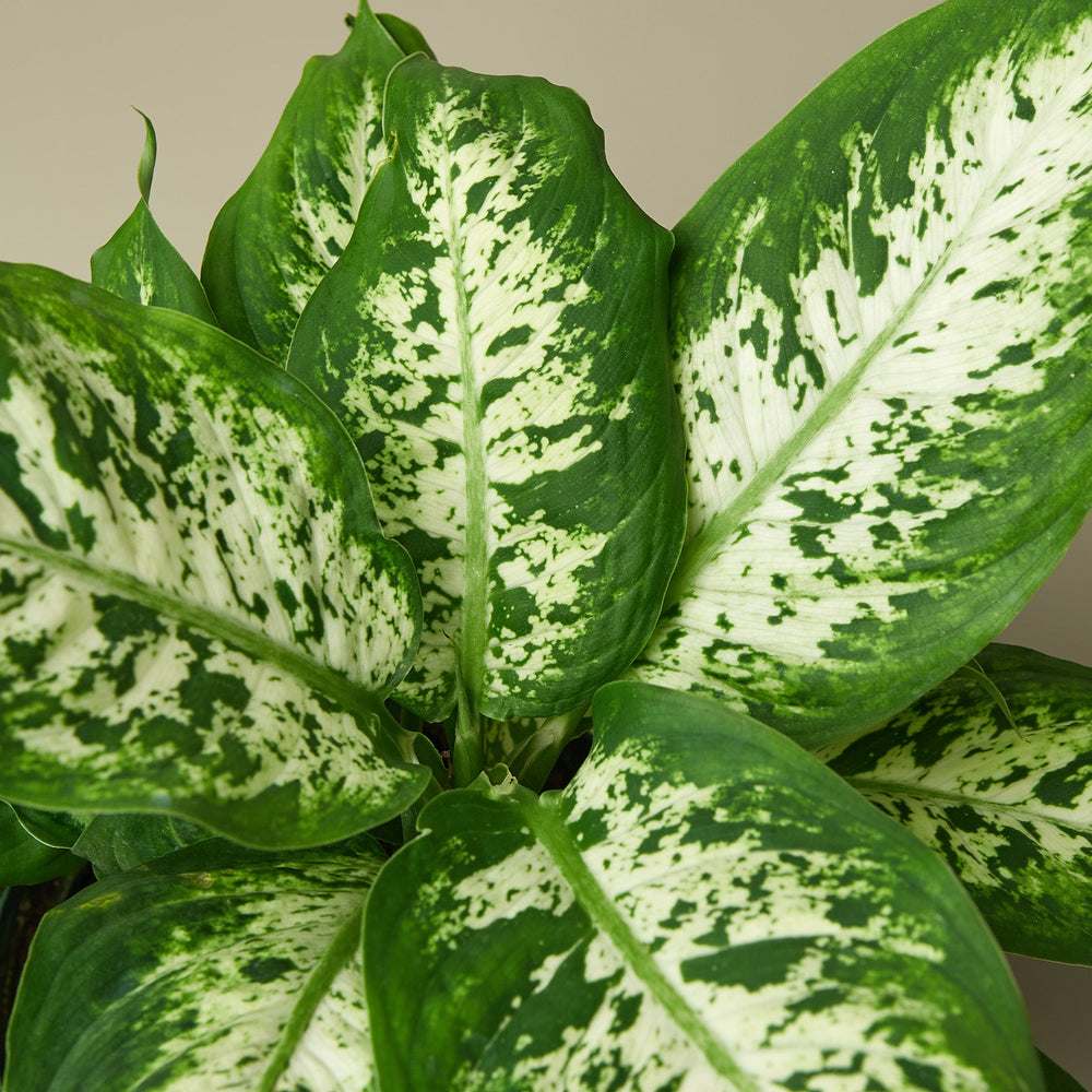 
                      
                        Dieffenbachia 'Tropic Snow'
                      
                    