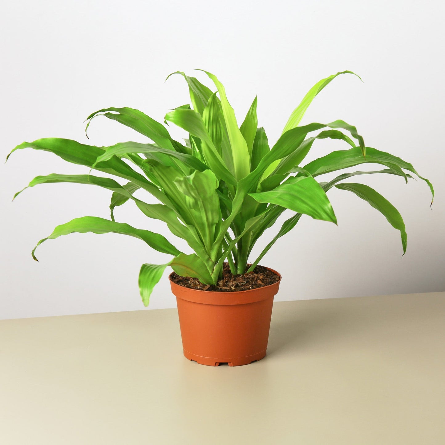 dracaena low light The Snobby Leaf | Dracaena 'Lime Light' - 6 inch Pot