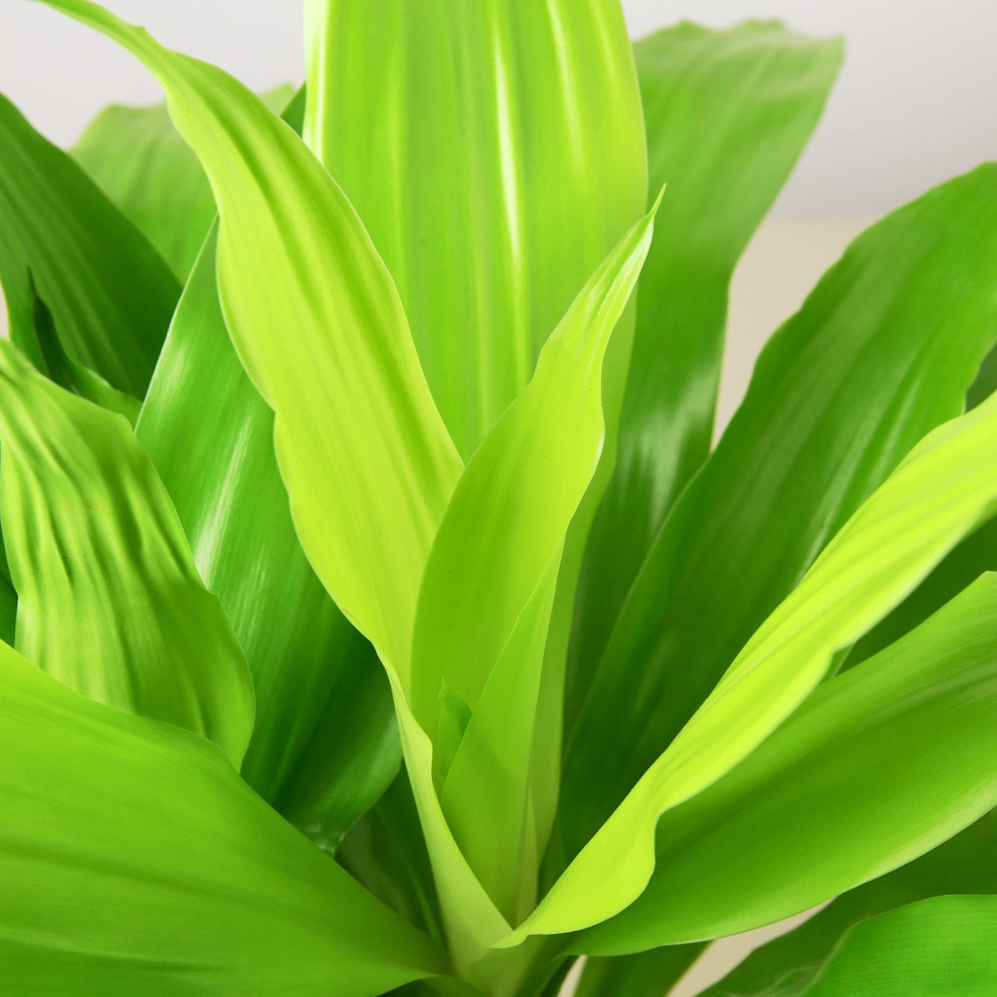 lime green house plant The Snobby Leaf | Dracaena 'Lime Light' - 6 inch Pot