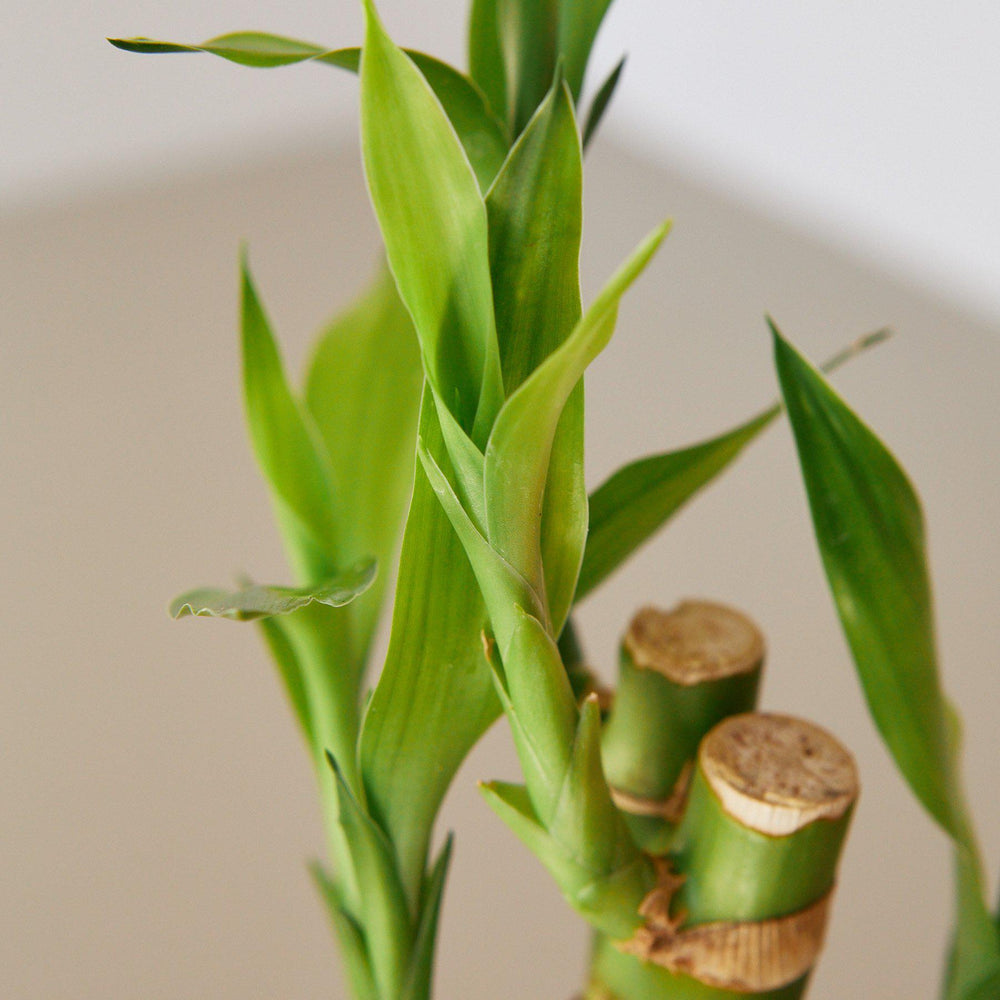 
                      
                        Dracaena 'Lucky Bamboo'
                      
                    
