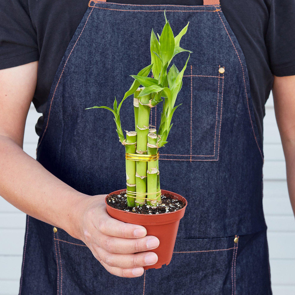 
                      
                        Dracaena 'Lucky Bamboo'
                      
                    