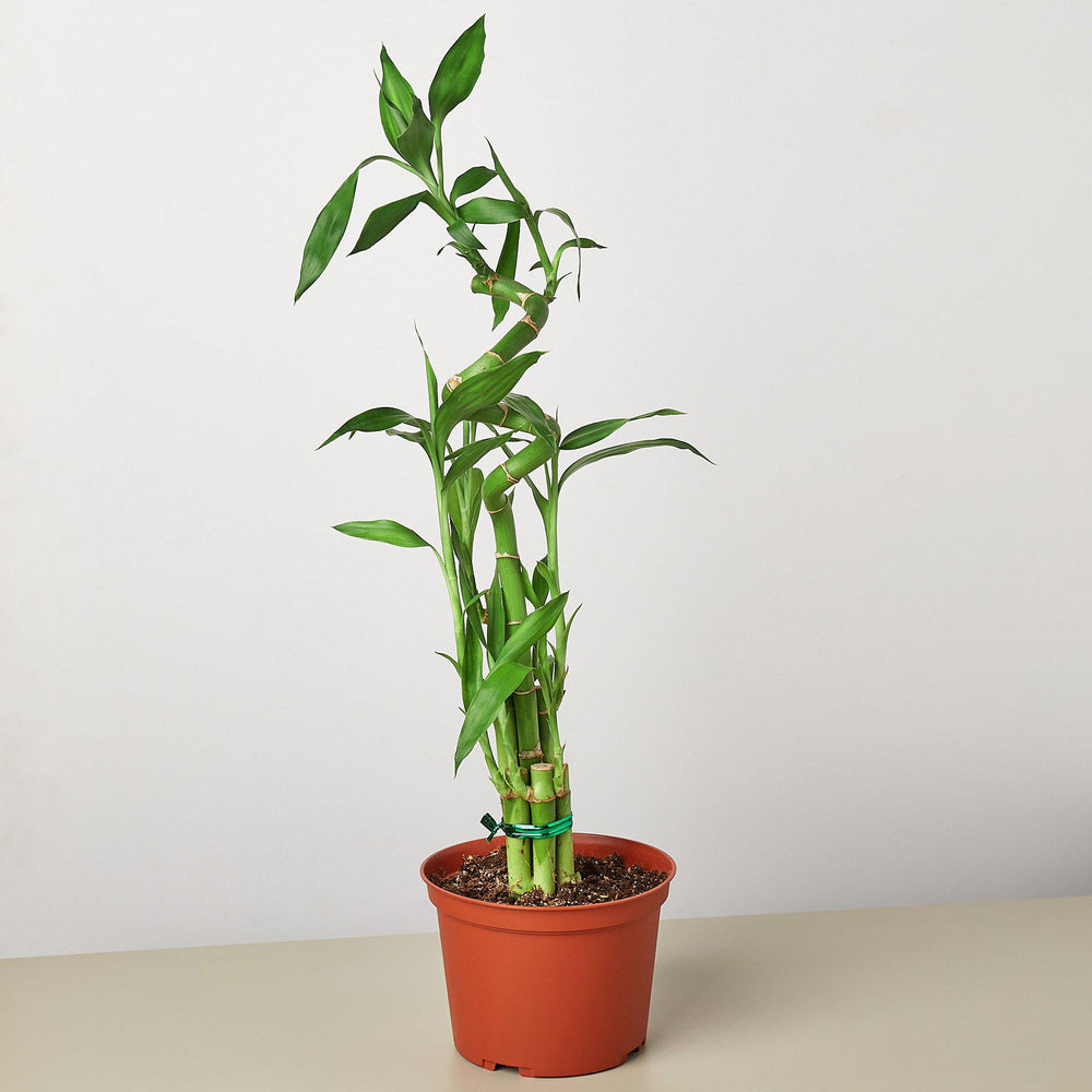 
                      
                        Dracaena 'Lucky Bamboo'
                      
                    
