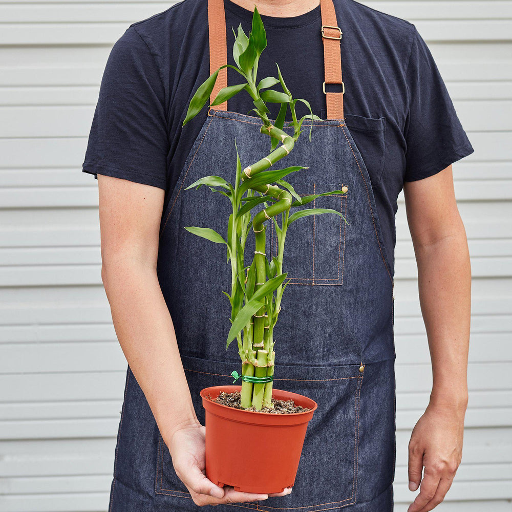 
                      
                        Dracaena 'Lucky Bamboo'
                      
                    