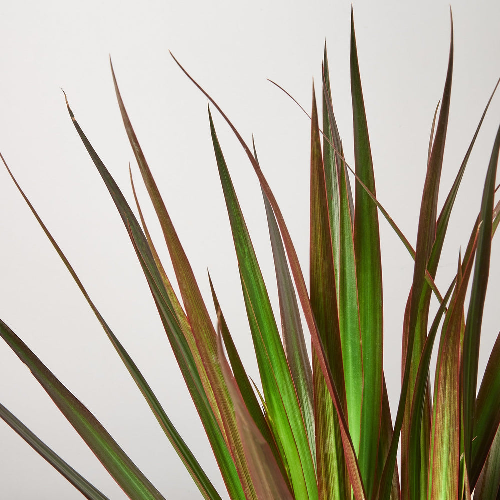 
                      
                        Dracaena 'Marginata Magenta'
                      
                    