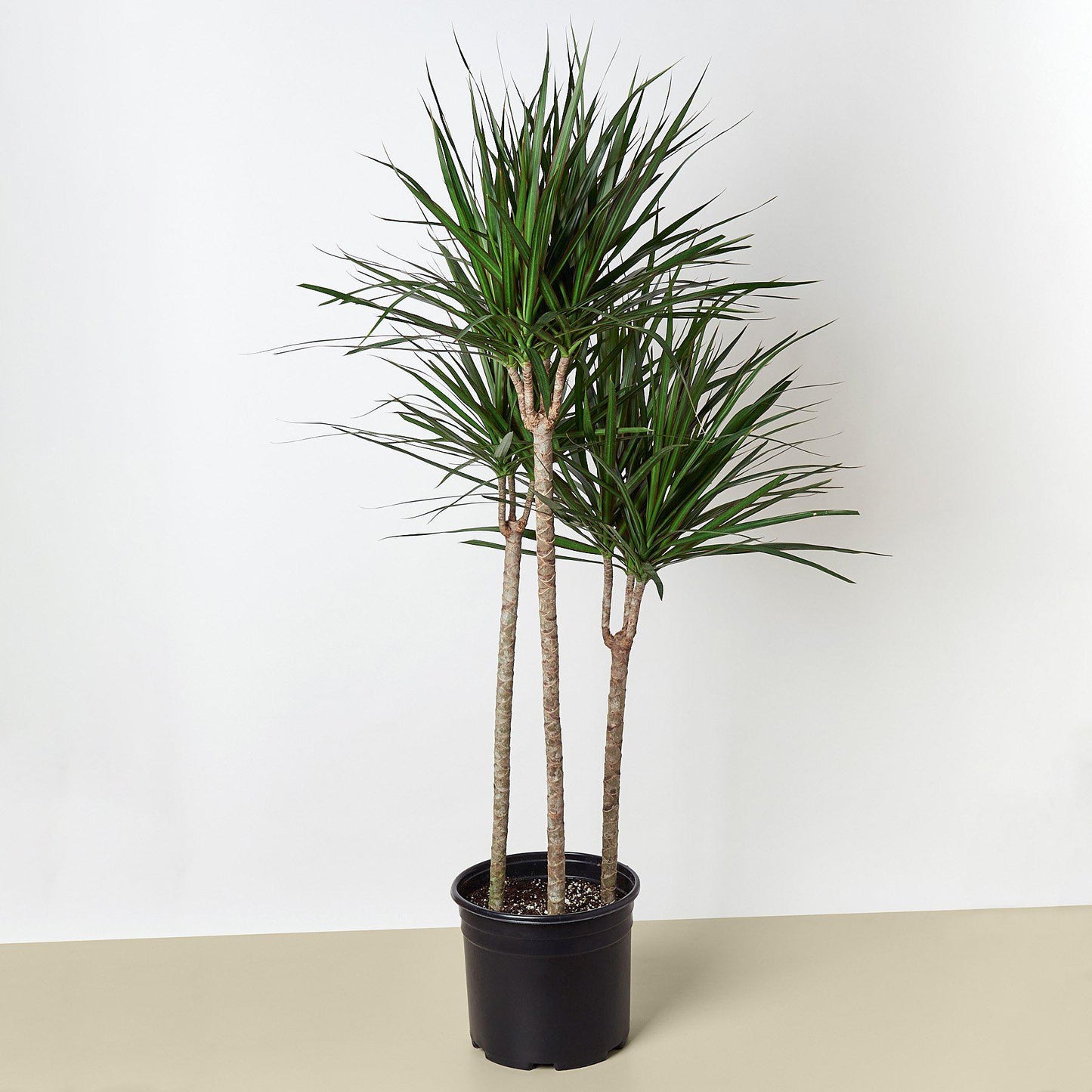 dracaena cane Dracaena 'Marginata Cane' 4" Pot / Nursery Pot