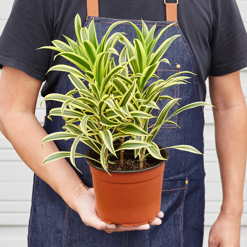 
                      
                        Dracaena Song of India
                      
                    