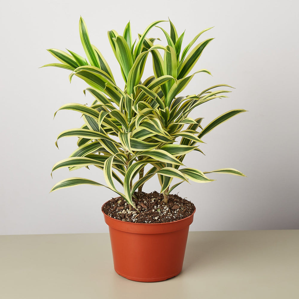 
                      
                        Dracaena Song of India
                      
                    