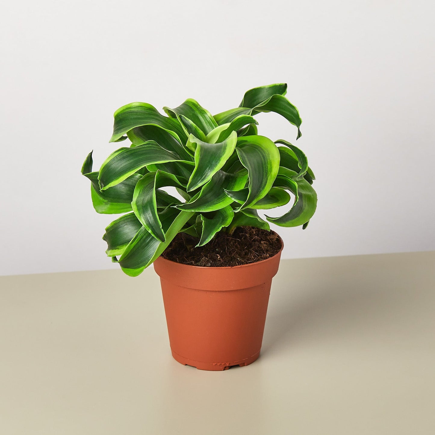 twisted stem indoor plant Dracaena 'Tornado' 6" Pot