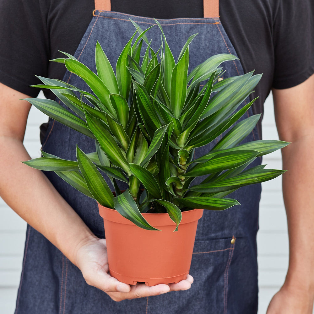 
                      
                        Dracaena 'Song of Jamaica'
                      
                    