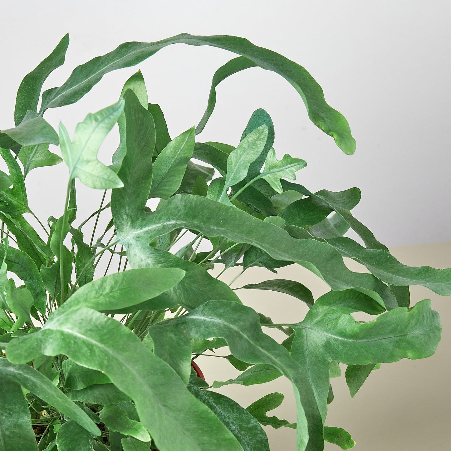 blue star fern pet safe Fern 'Blue Star' 4" Pot / Nursery Pot