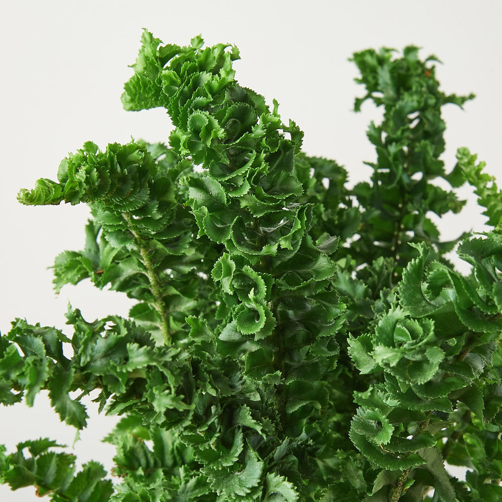 
                      
                        Emina Fern
                      
                    