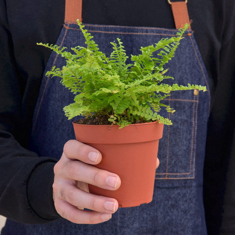 
                      
                        Cotton Candy Fern
                      
                    