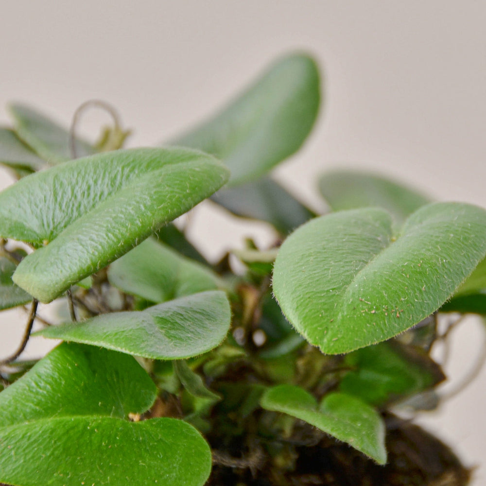 
                      
                        Fern 'Heart'
                      
                    