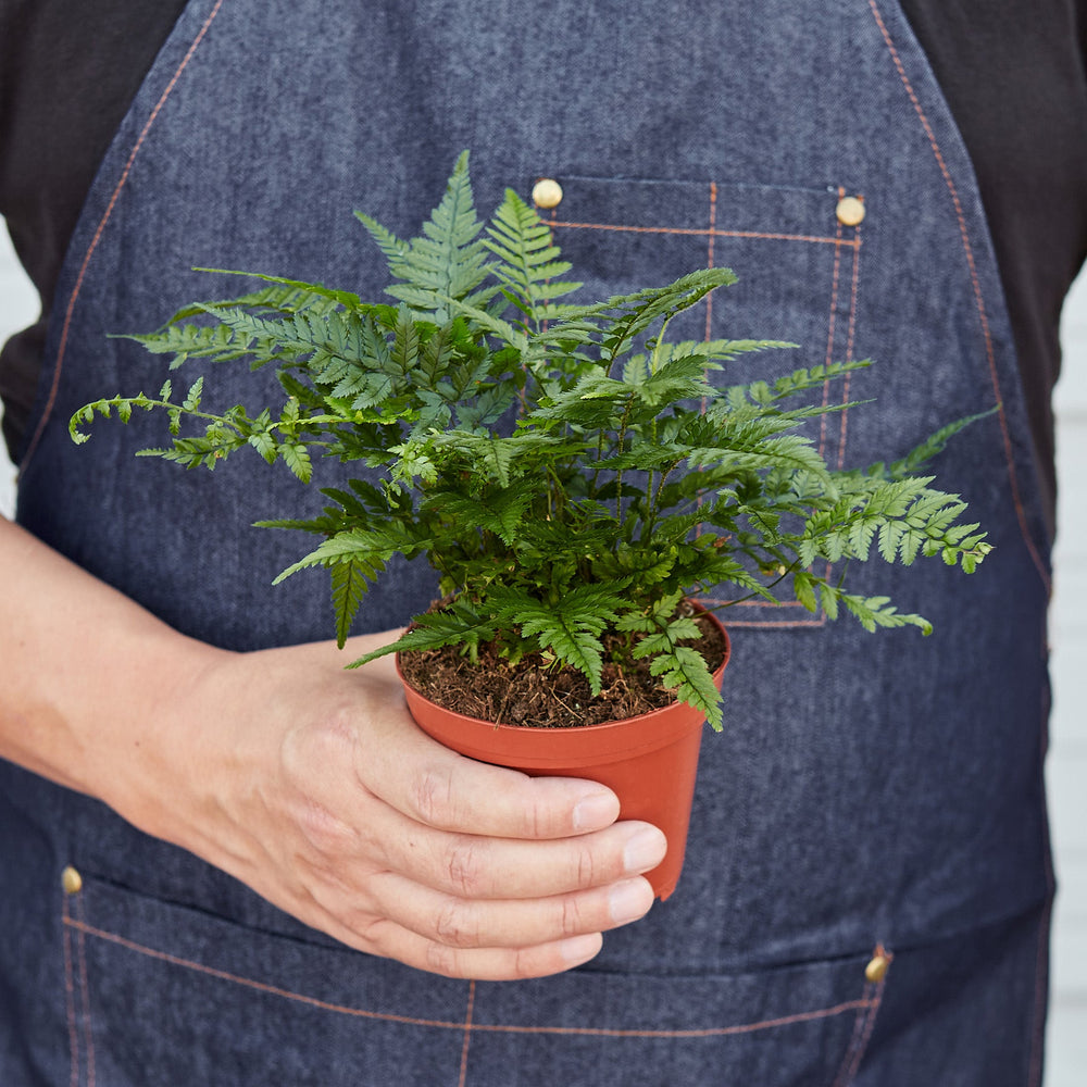 
                      
                        Korean Rock Fern
                      
                    