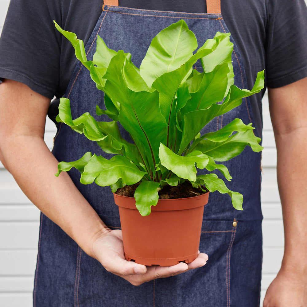
                      
                        Bird's Nest 'Nidus' Fern Houseplant
                      
                    