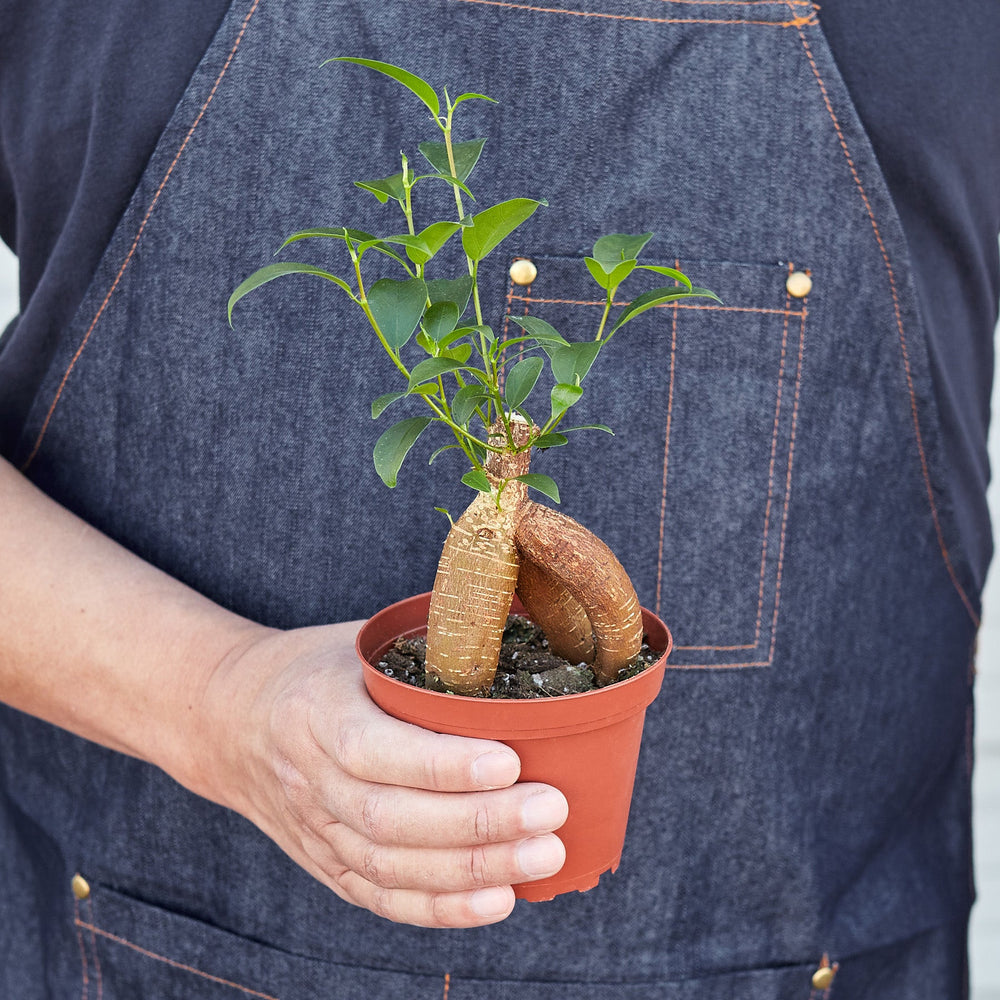 
                      
                        Ficus 'Ginseng'
                      
                    
