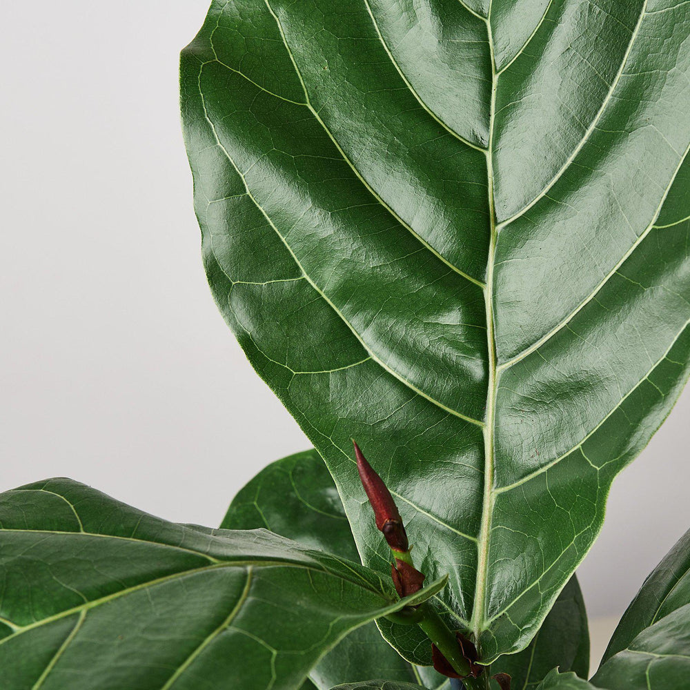 
                      
                        Ficus Lyrata 'Fiddle Leaf Fig'
                      
                    