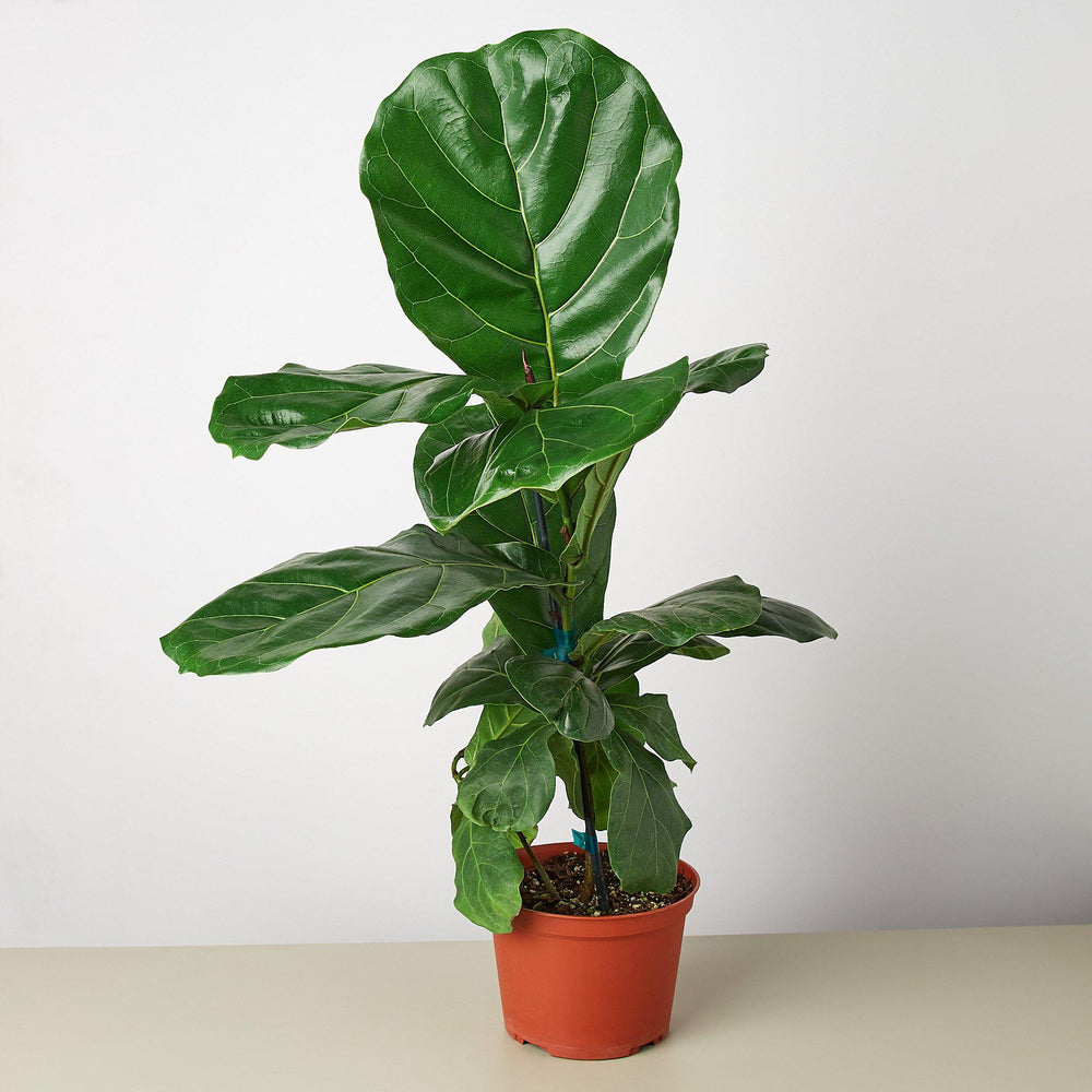 
                      
                        Ficus Lyrata 'Fiddle Leaf Fig'
                      
                    