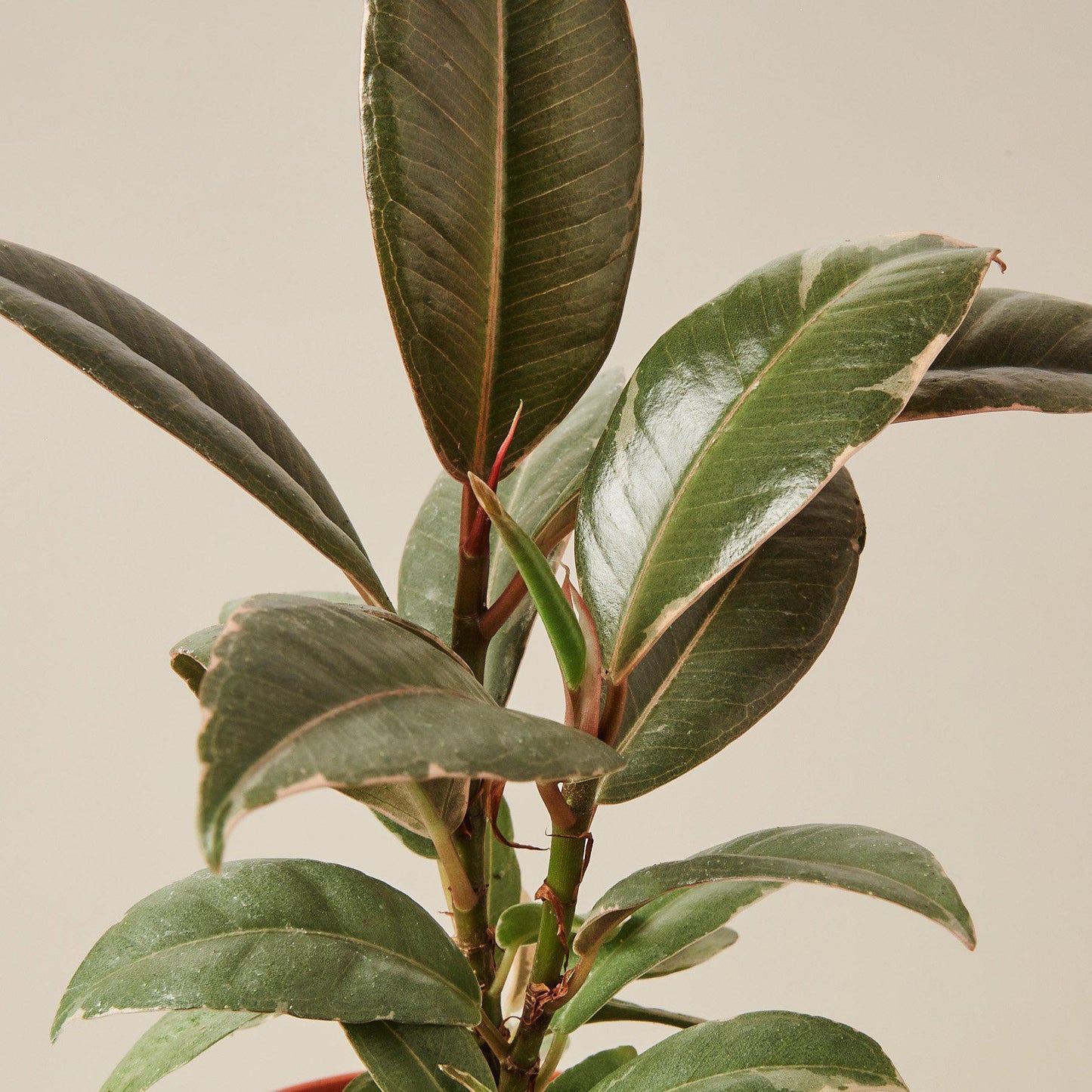 tri color rubber tree Ficus Elastica 'Tineke' Variegated