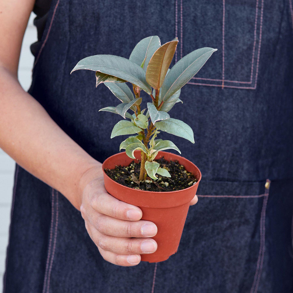 
                      
                        Ficus Elastica 'Tineke'
                      
                    