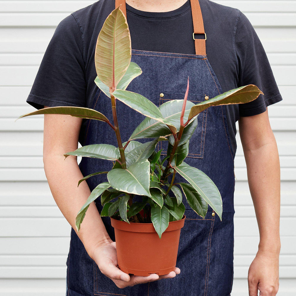 
                      
                        Ficus Elastica 'Tineke'
                      
                    