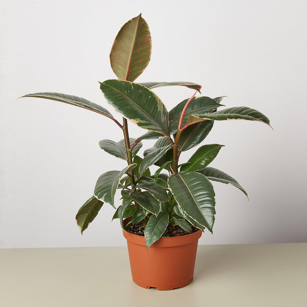 
                      
                        Ficus Elastica 'Tineke'
                      
                    