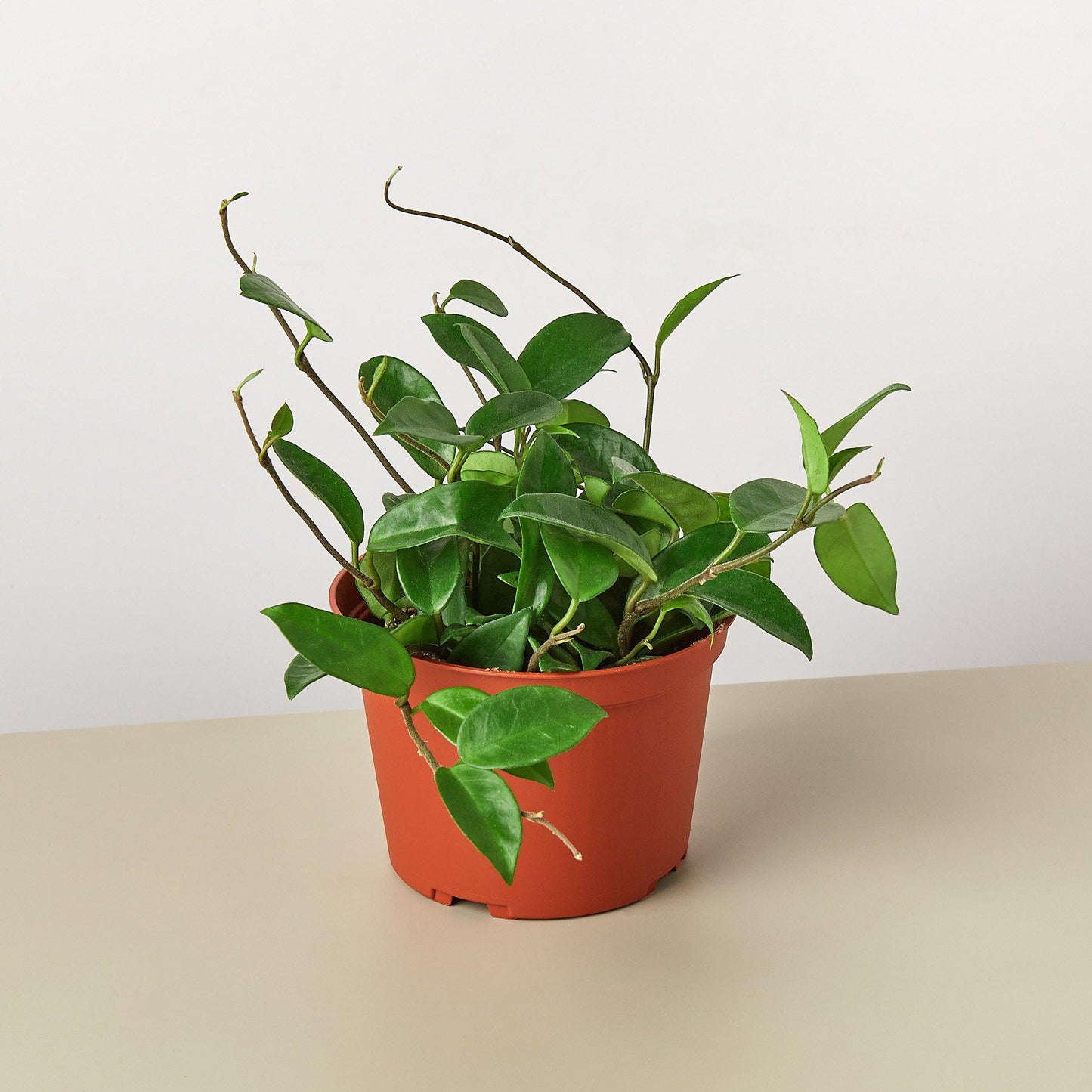 waxy leaf indoor plant Hoya Carnosa 6" Pot