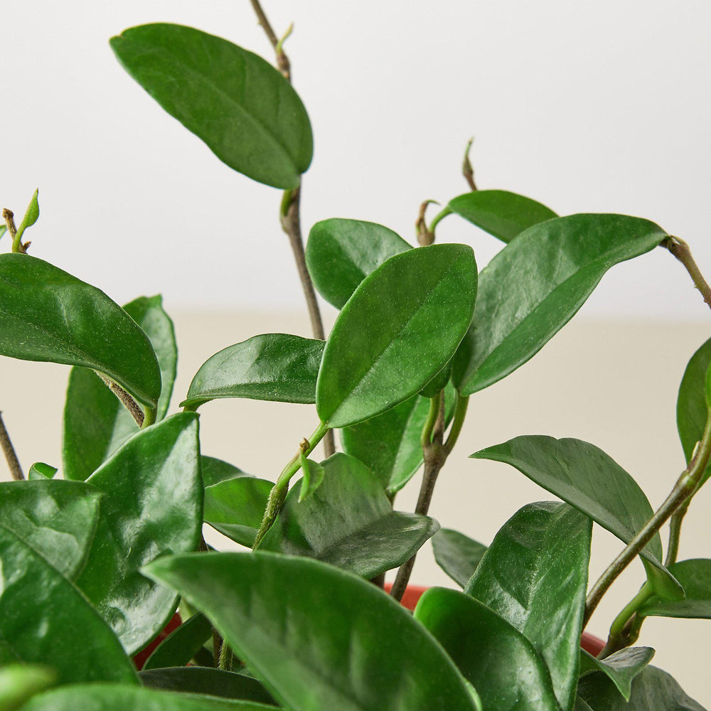 
                      
                        Hoya Carnosa
                      
                    